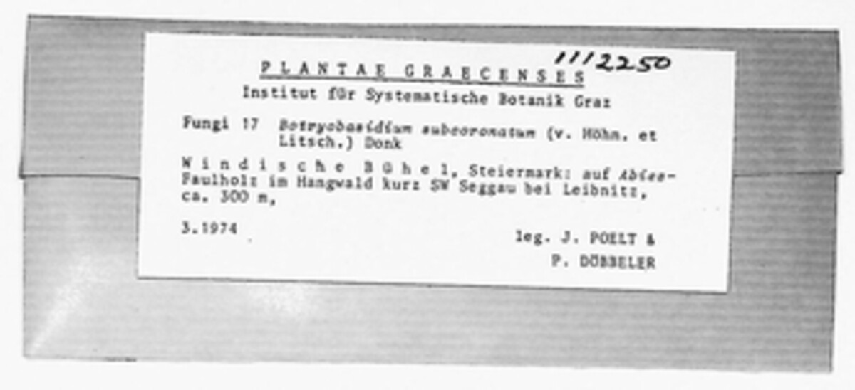 Botryobasidiaceae image